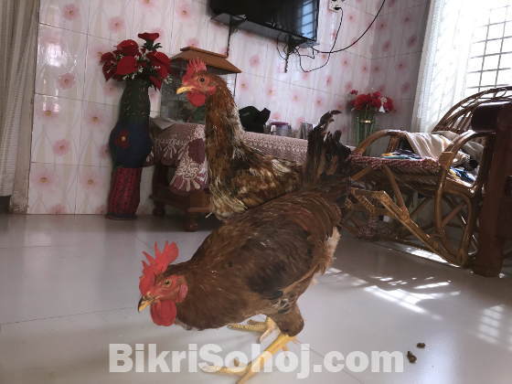টাইগার (মোরগ)